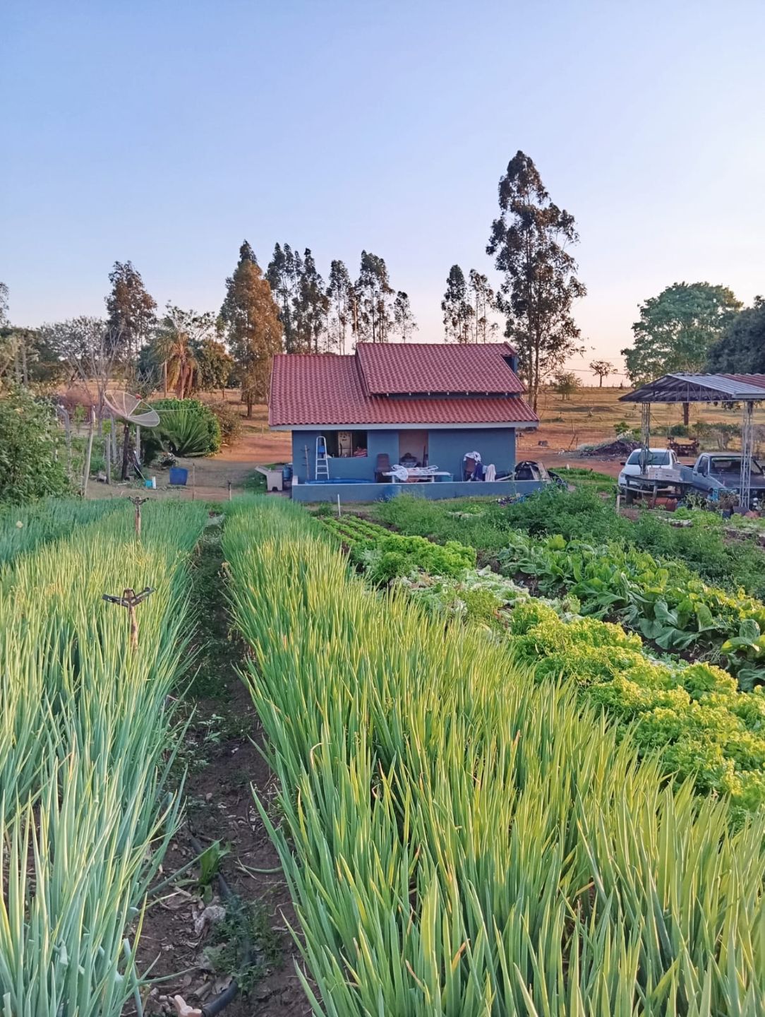 Campo IrrigaBot